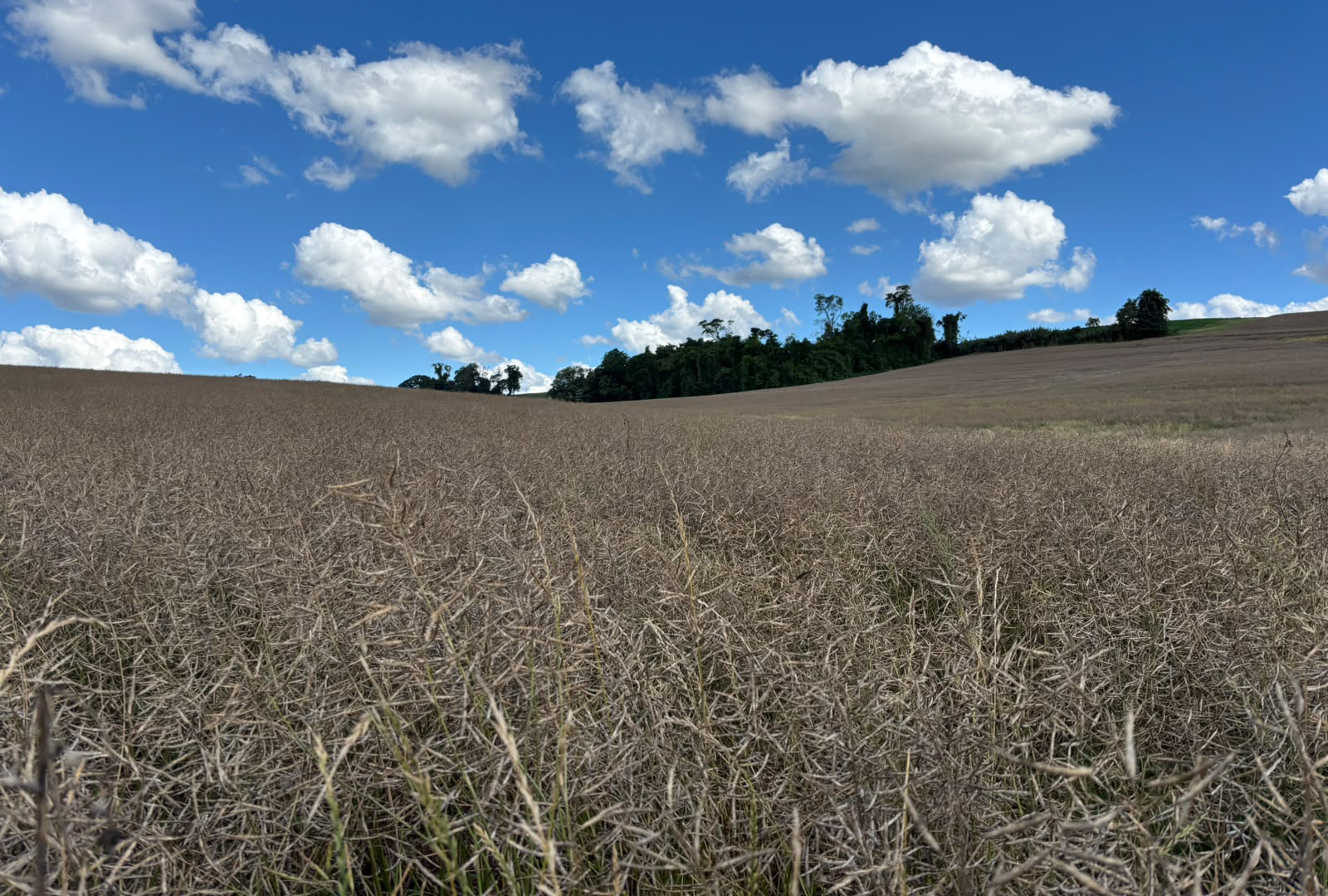 Capa Cotrifred registra recebimento da primeira safra de canola de sua história