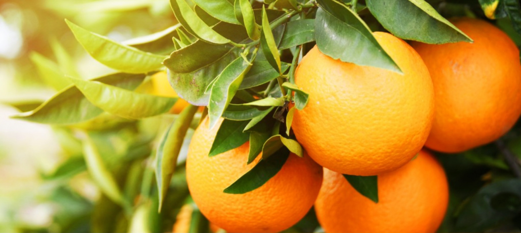 Capa Liberato Salzano comemora portaria da Conab que garante preço mínimo para a produção de laranja