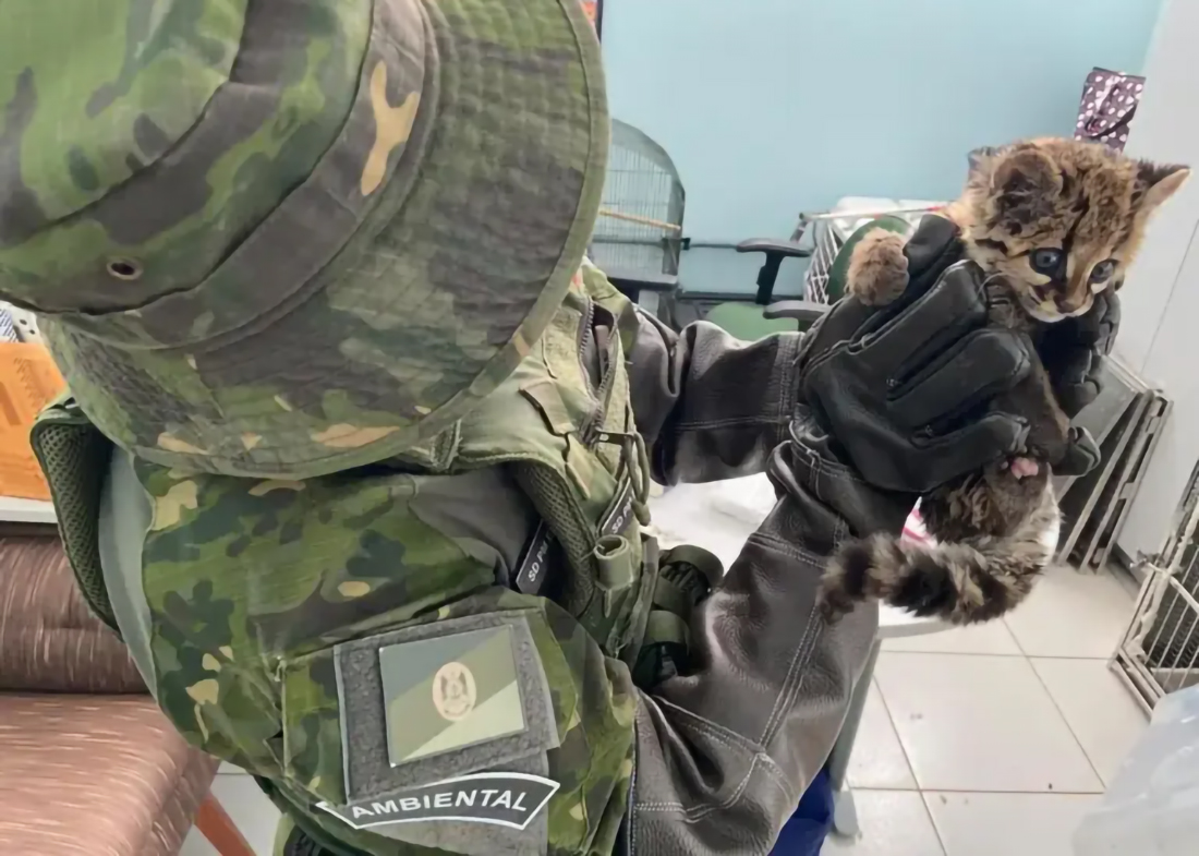 Capa Filhote de jaguatirica é resgatado pela Polícia Militar em Ametista do Sul