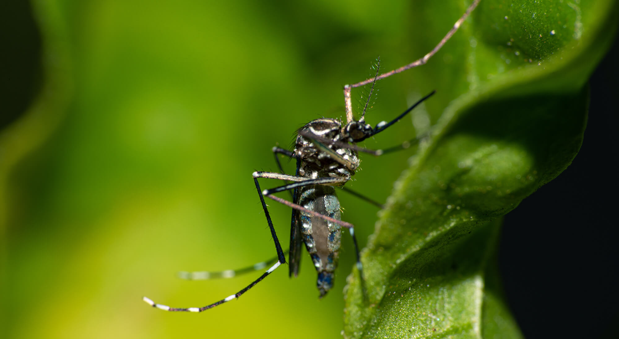Capa Pesquisa aponta aumento da mortalidade por dengue entre idosos no Rio Grande do Sul