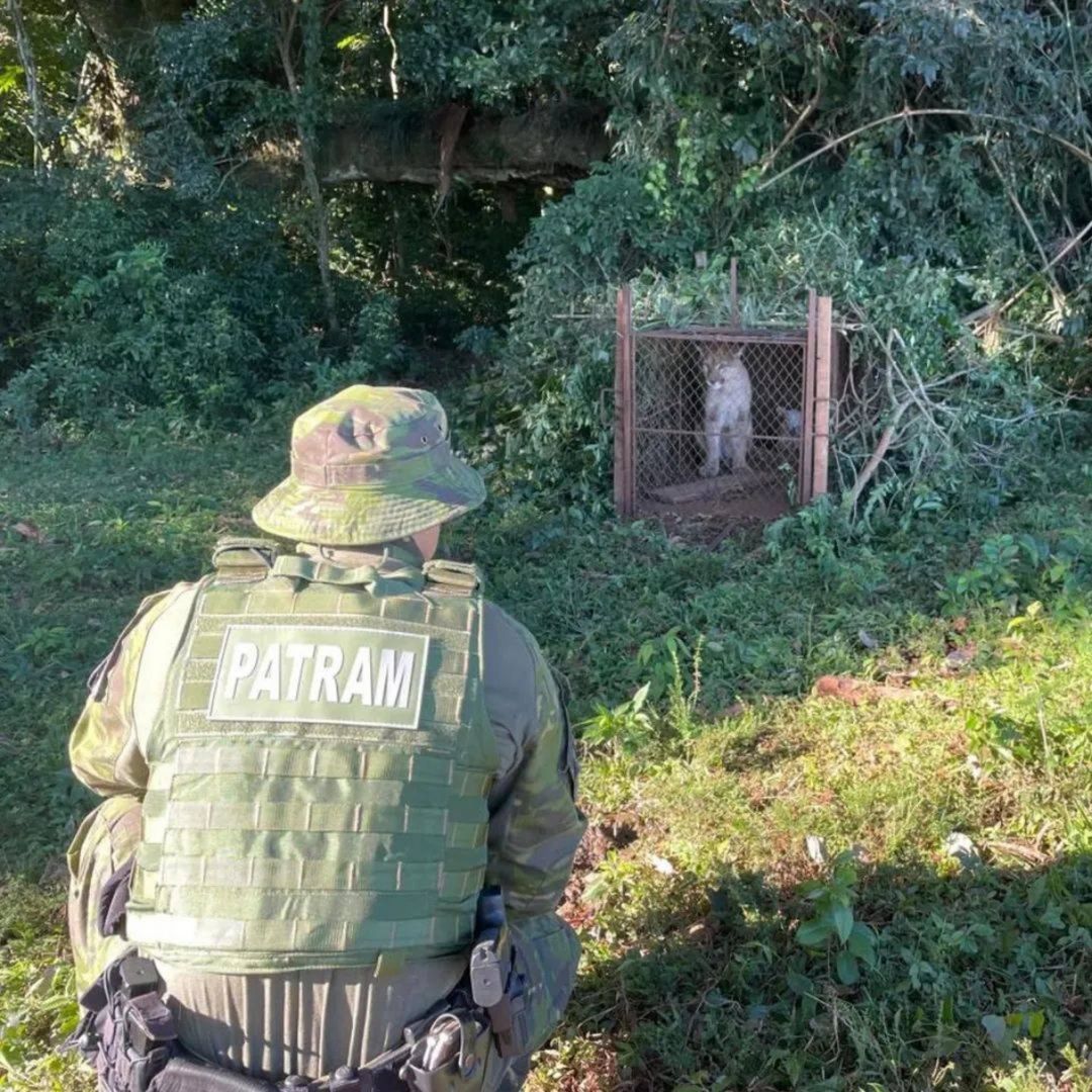 Capa Brigada Militar resgata Onça-Parda em Palmeira das Missões
