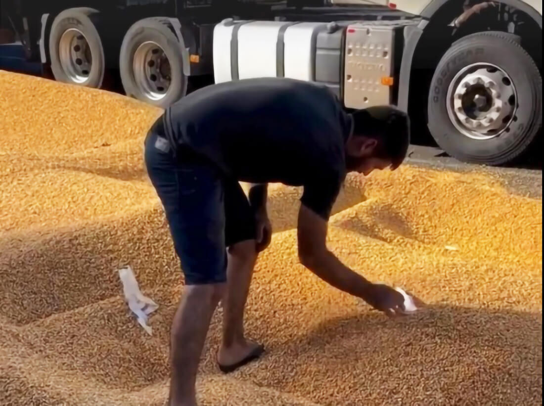 Capa Caminhoneiro despeja carga de milho em pátio de empresa em Chapecó como forma de protesto