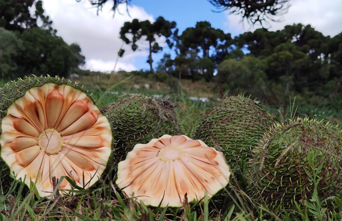 Capa Rio Grande do Sul deve ter safra de 860 toneladas de pinhão em 2025