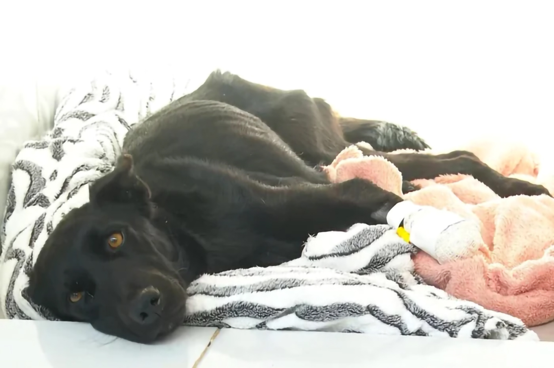 Capa Cadela é mutilada em Caseiros e homem é preso em flagrante por crueldade animal