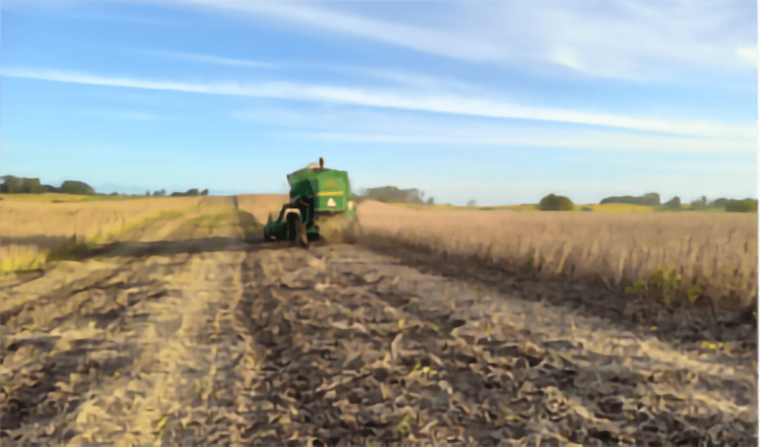 Capa Colheita da soja avança para 88% da área total cultivada no RS