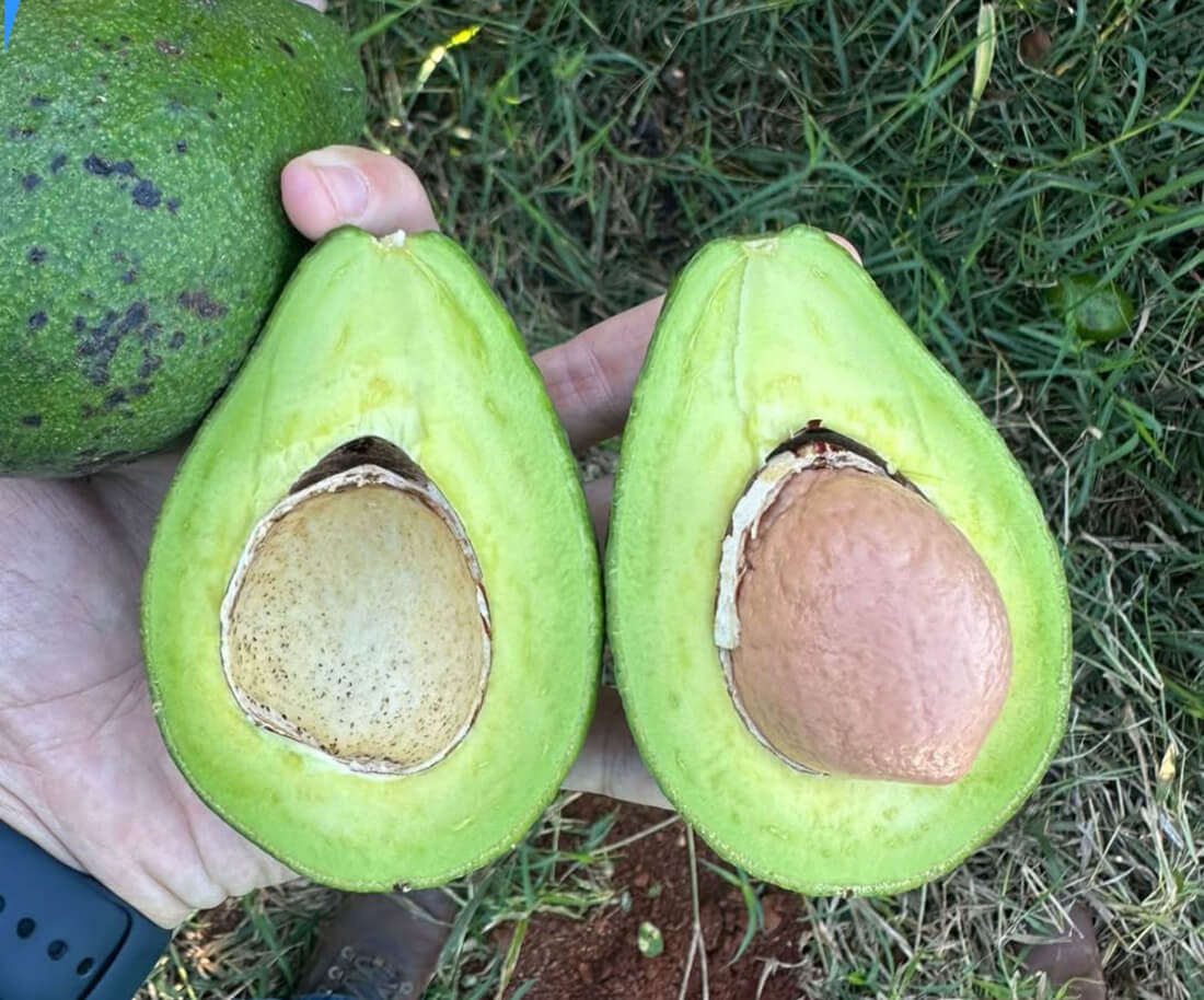 Capa Município de Alpestre inicia projeto experimental para avaliação de cultivares de abacate