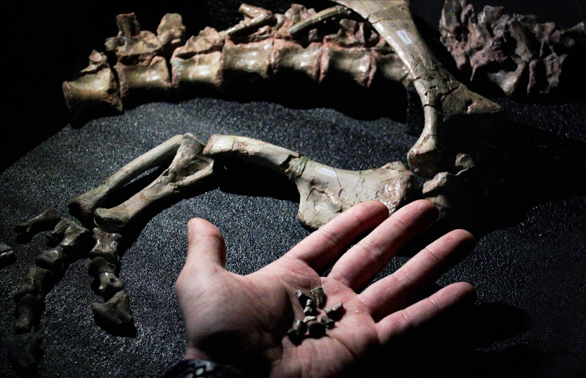 Capa Pesquisadores da UFSM descobrem fóssil de dinossauro no RS