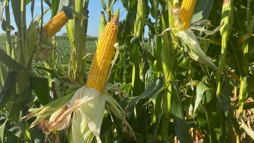 Capa RS: expectativa de alta produtividade na safra de milho