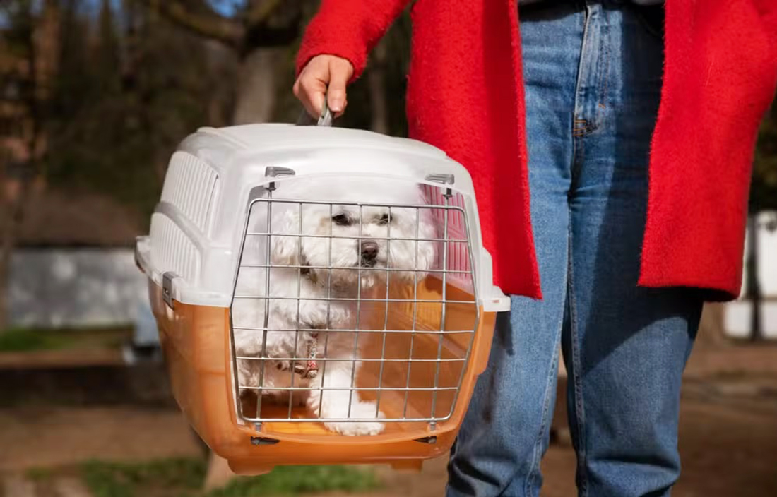 Capa Governo federal anuncia regras rígidas para transporte de animais em voos
