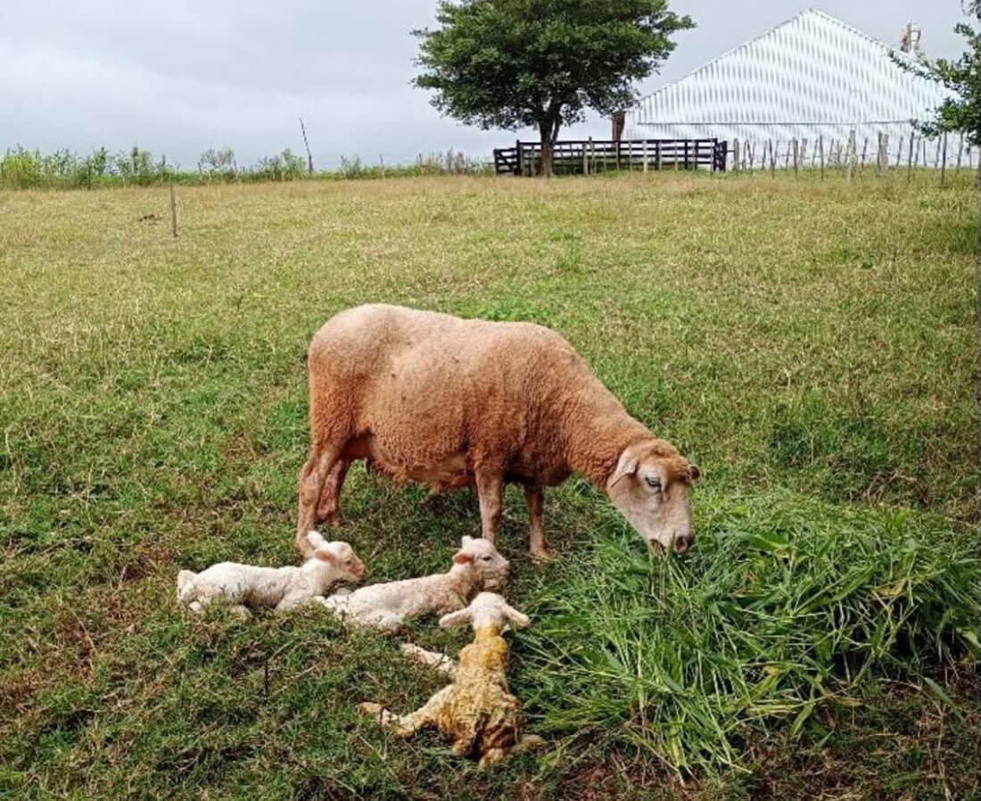 Capa Nascimento raro de cordeiros trigêmeos surpreende produtores no RS