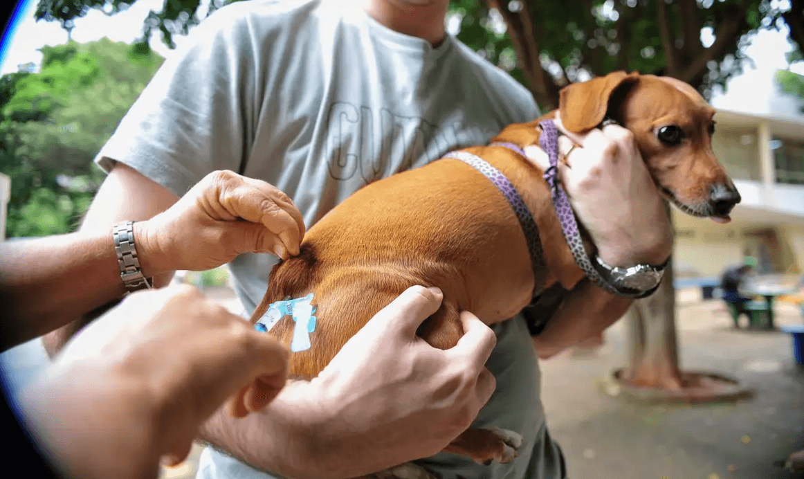 Capa Campanha VacinaPet promove vacinação contra a raiva em Erval Seco neste sábado