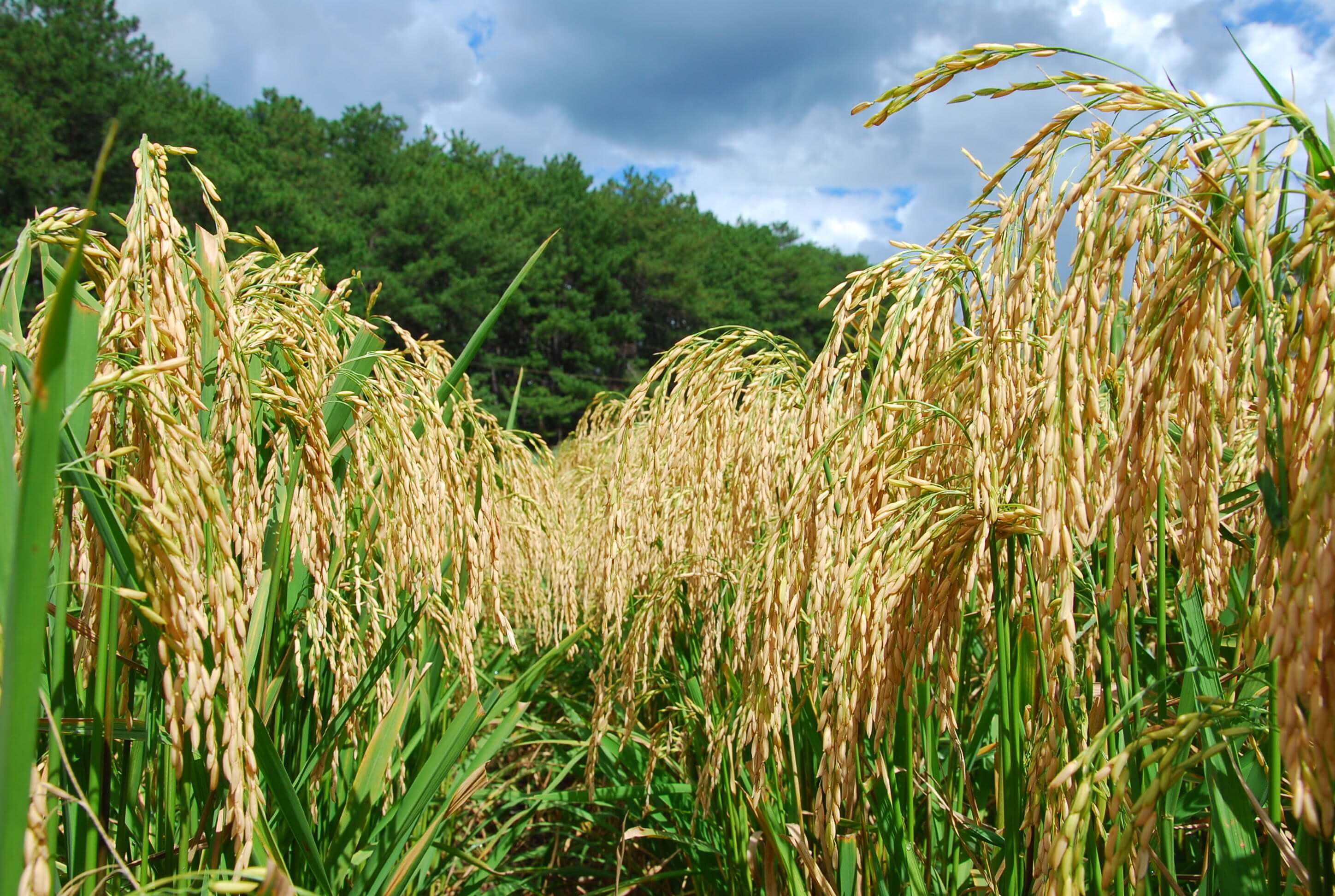 Capa Conab realiza operações de apoio ao escoamento de arroz e trigo