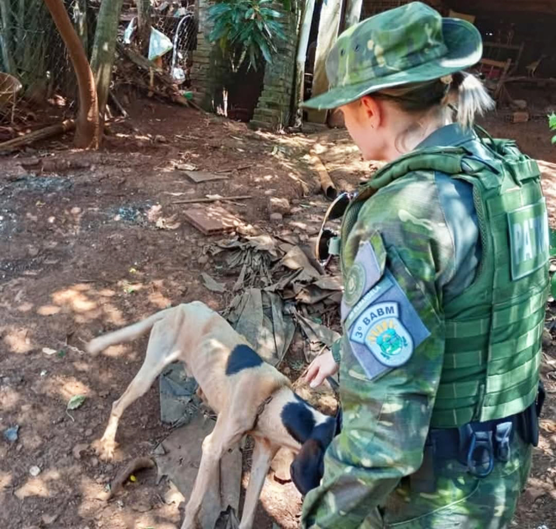 Capa Brigada Militar resgata oito cães em situação de maus-tratos em Seberi