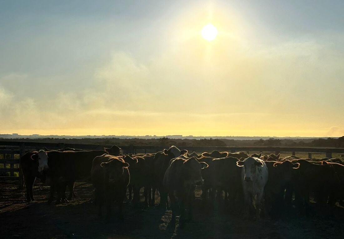 Capa Bovinos furtados são recuperados em operação de combate ao crime rural
