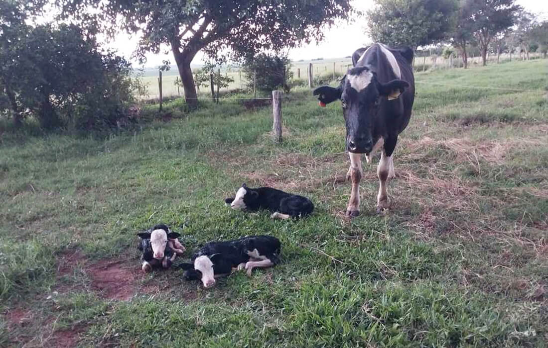 Capa Vaca dá à luz trigêmeos em propriedade do RS em caso raríssimo