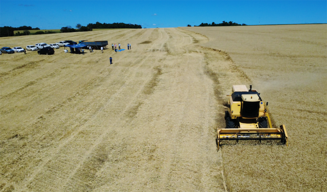 Capa Safra de Inverno 2025 no RS terá aumento de produtividade apesar da redução de área