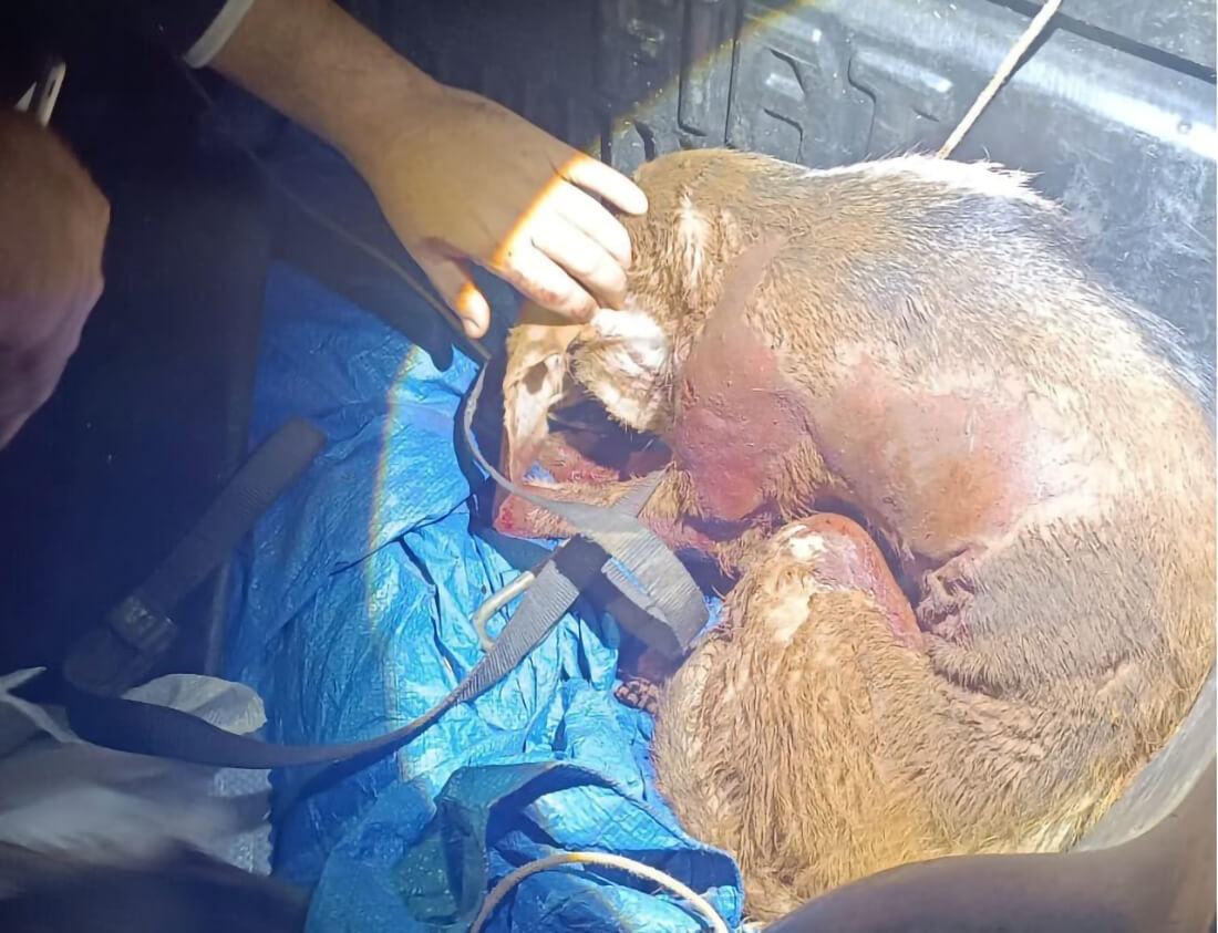 Capa Brigada Militar resgata cão ferido e encontra outro sem vida após abandono em estrada no interior de Nonoai