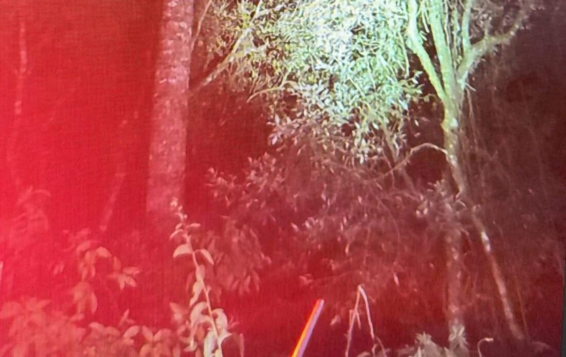 Capa Homem morre após queda de araucária no interior de Fontoura Xavier