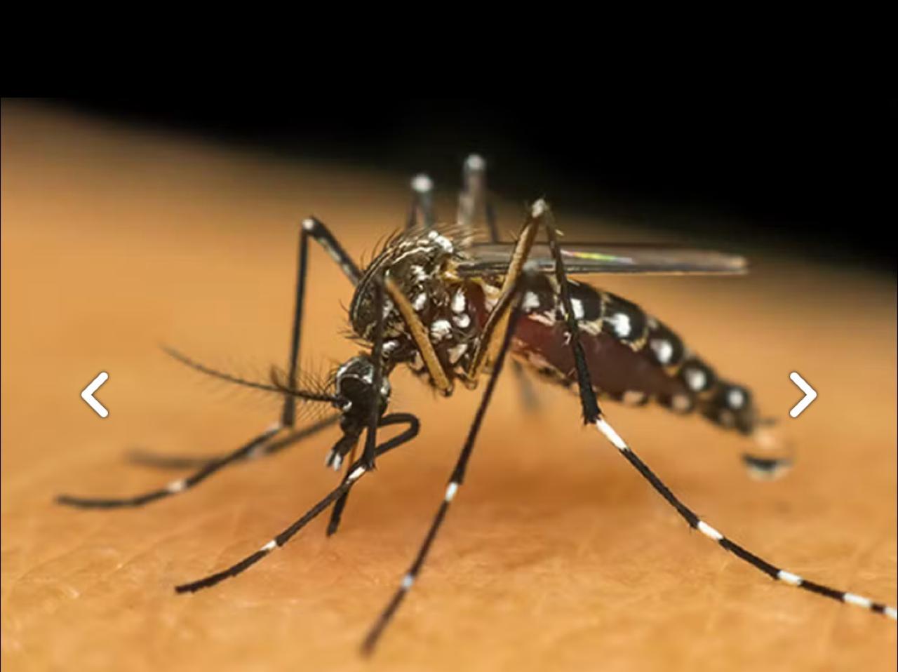 Capa Confirmado terceiro óbito por dengue em Frederico Westphalen