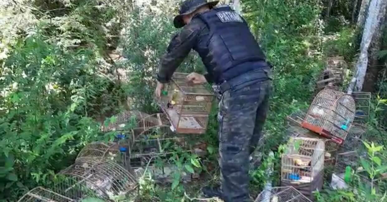 Capa PATRAM apreende 54 pássaros em Vista Alegre