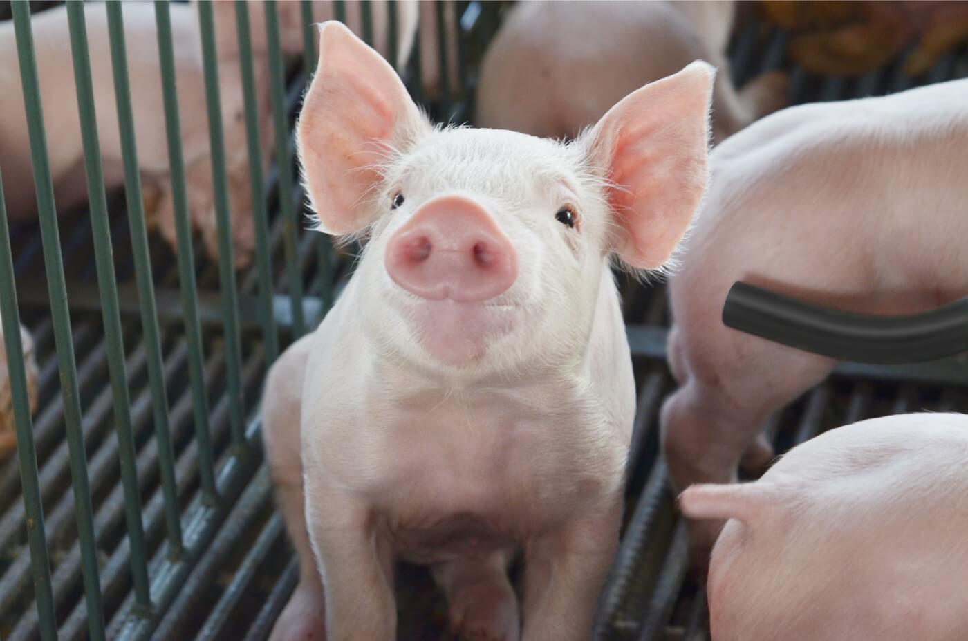 Capa Custos de produção de frangos de corte e de suínos aumentam em fevereiro