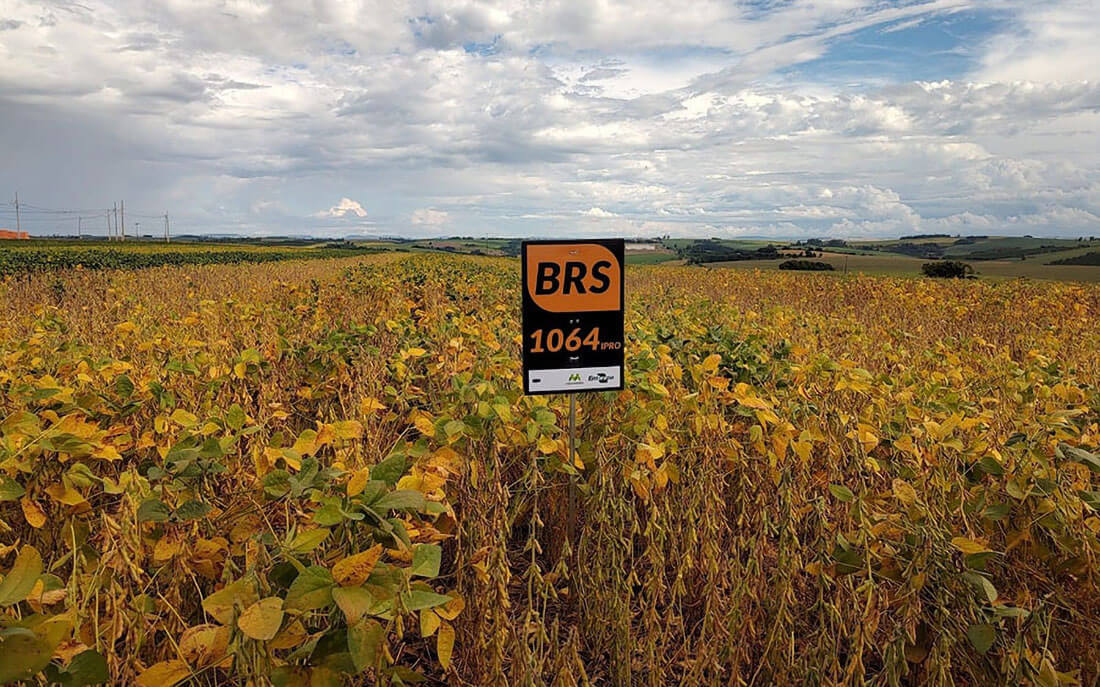 Capa Embrapa lança novas cultivares de soja e promete mais produtividade