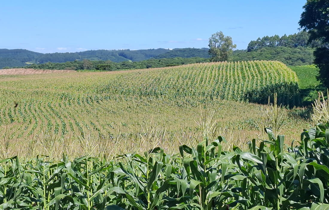 Capa Colheita de milho atinge 16% da área cultivada no Rio Grande do Sul