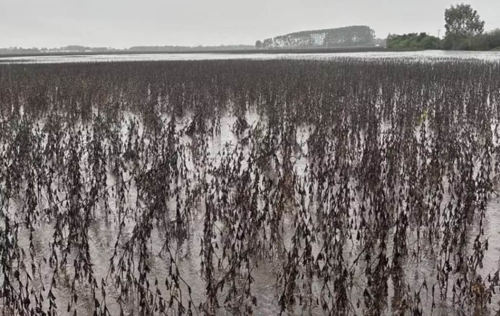 Capa Rio Grande do Sul tem alta de 179,1% em indenizações do seguro penhor rural