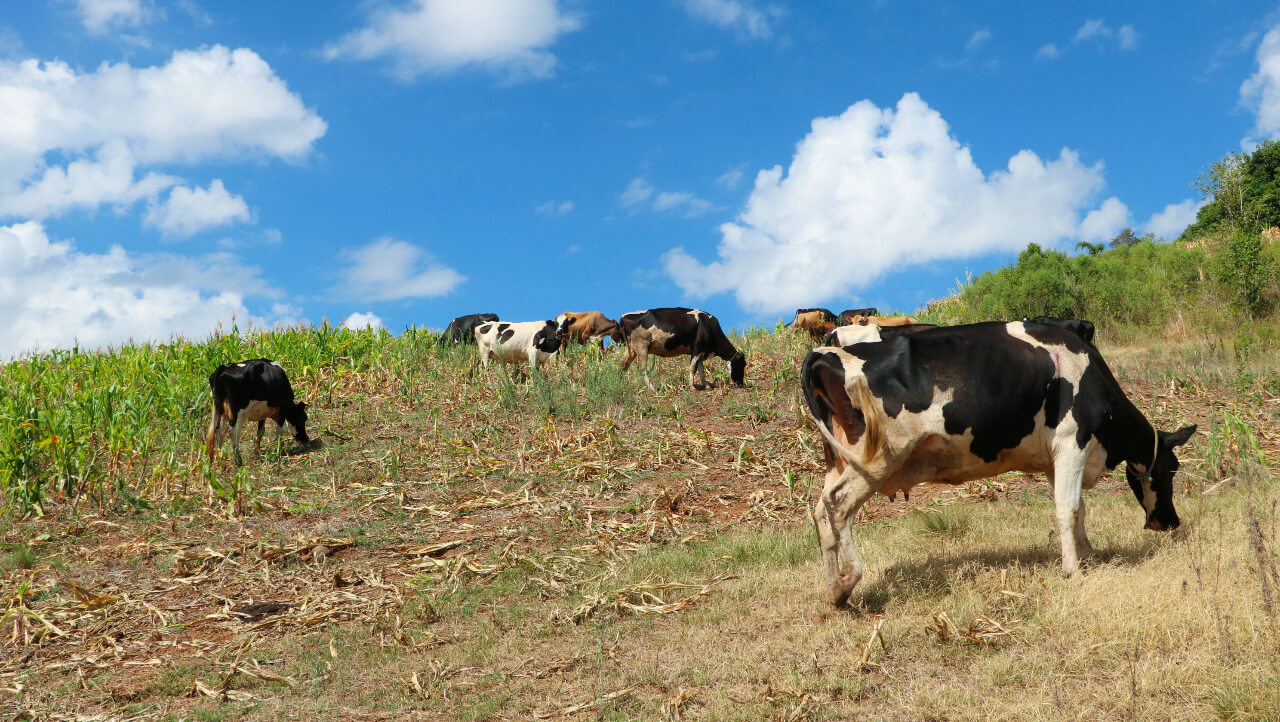 Capa Desafios climáticos persistem e preocupam agricultores gaúchos em 2025