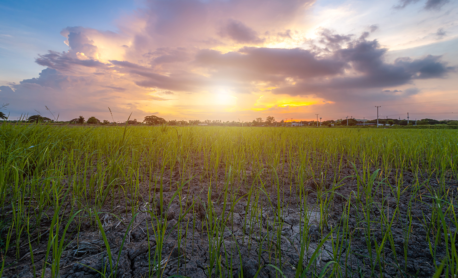 Capa Área plantada de arroz na Safra 2024/2025 deve ter crescimento de 5,3%