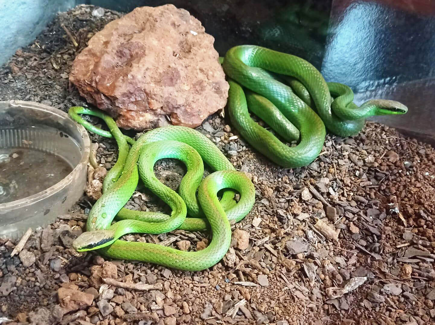 Capa Projeto "Você Cientista" completa um ano com registros inéditos de serpentes no Noroeste Gaúcho