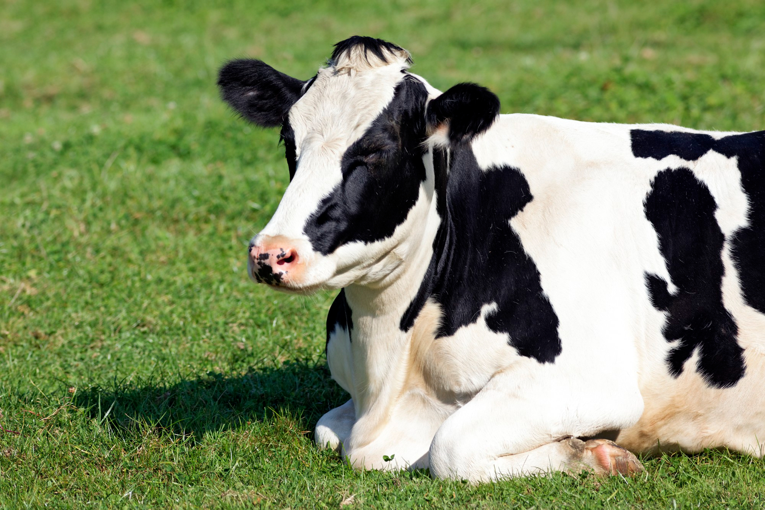 Capa Ministério da Agricultura investiga suspeita de vaca louca