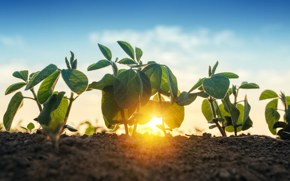 Capa CMN flexibiliza crédito a agricultores de áreas com riscos climáticos