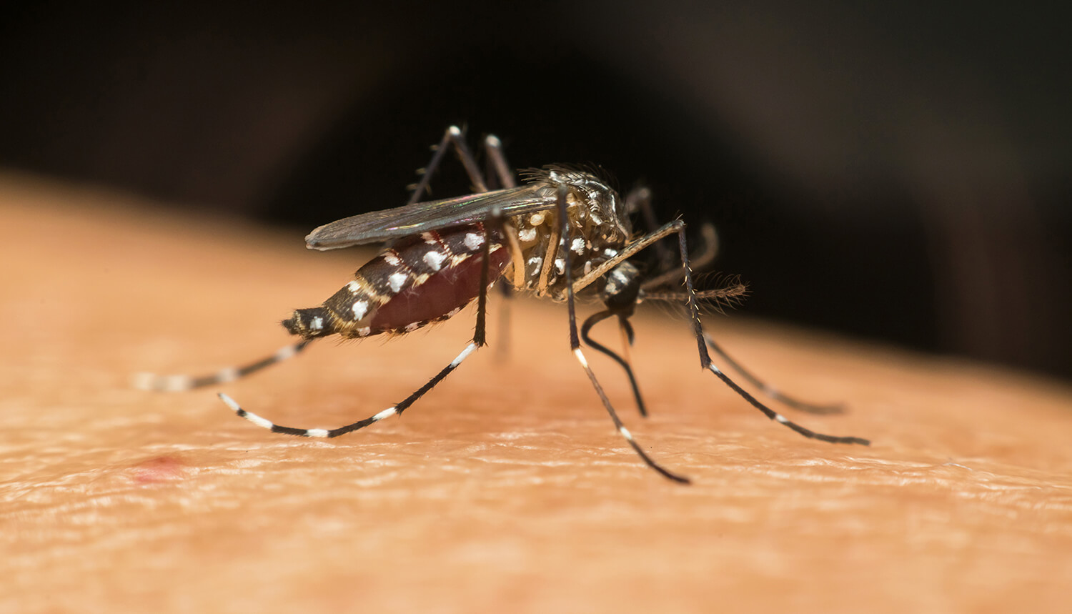 Capa Mosquito é o animal que mais mata no mundo