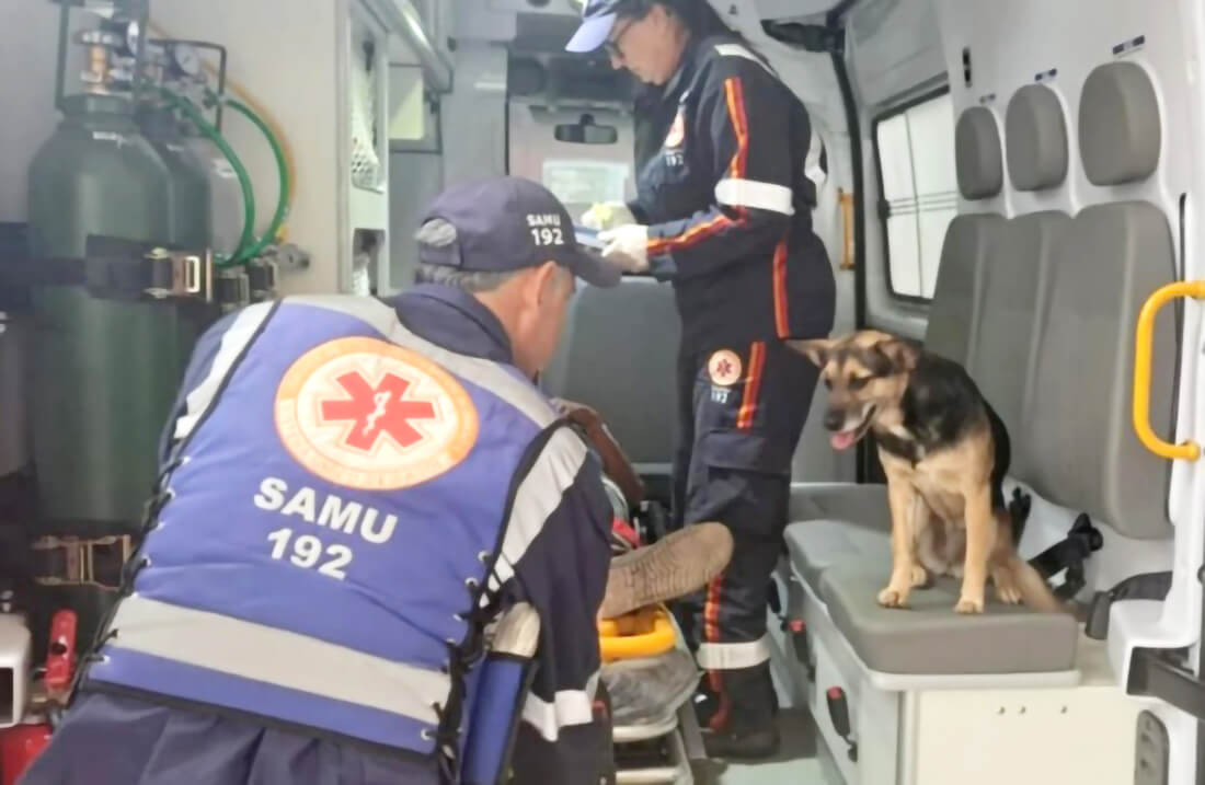 Capa Cachorra se recusa a abandonar tutor atropelado e comove socorristas na BR-386