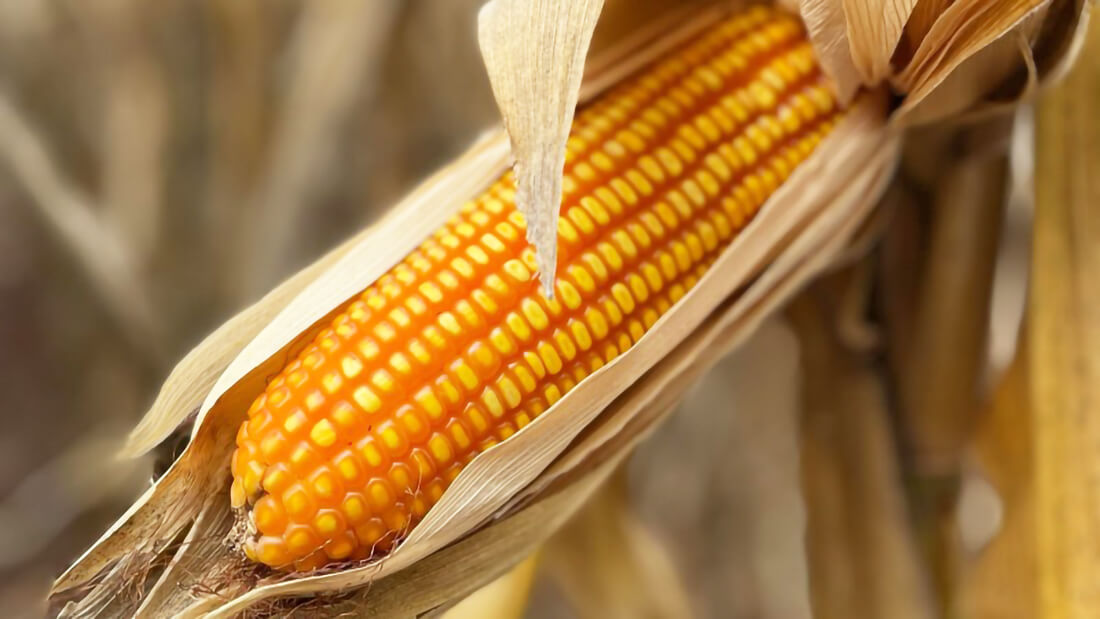 Capa Estado garante isenção de 100% da etapa Safrinha para agricultores familiares do Programa Troca-Troca de Sementes