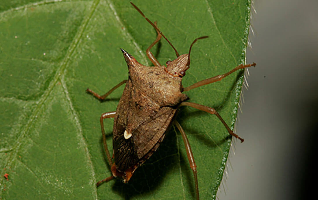 Capa Cientistas usam sinais vibratórios para manejar percevejos-praga nas lavouras