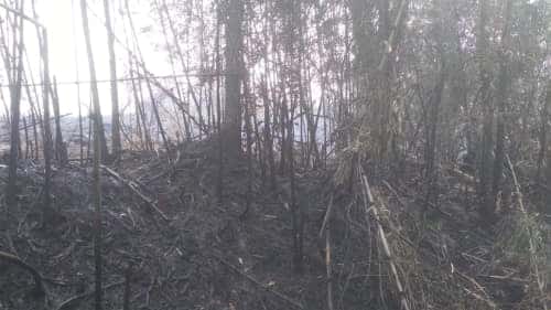 Capa Incêndio destruiu quatro hectares de vegetação em El Soberbio