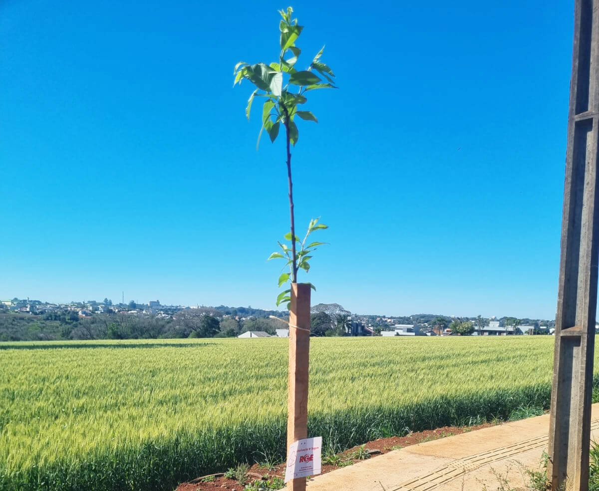 Capa Programa Arborização + Segura chega a Iraí