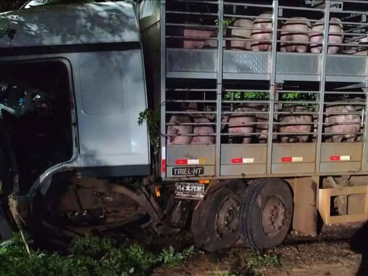 Capa Caminhão com carga de suínos sai da pista e deixa motorista ferido na região de Sarandi