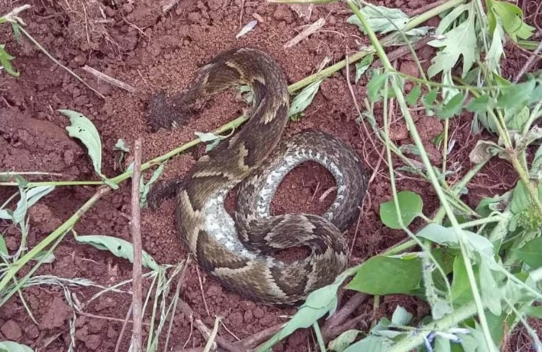 Capa Homem encontrado morto pode ter sido atacado por jararaca