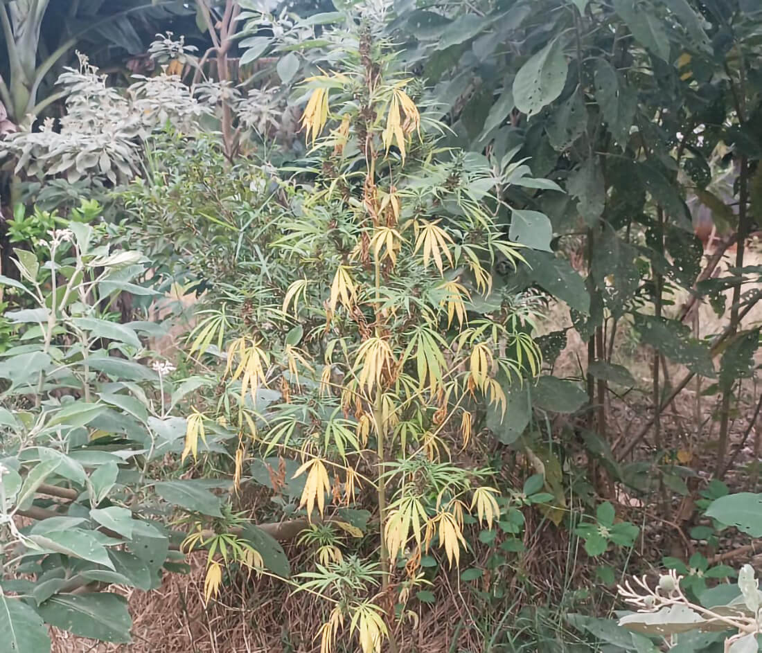 Capa Operação policial em Redentora cumpre mandados contra o cultivo de maconha