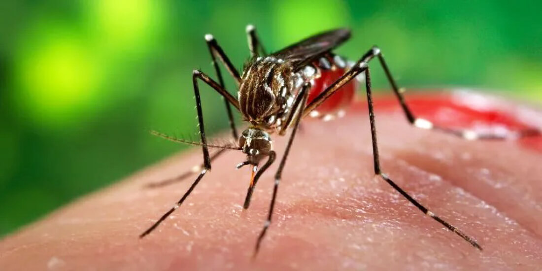 Capa Confirmado primeiro óbito por dengue no ano no Rio Grande do Sul