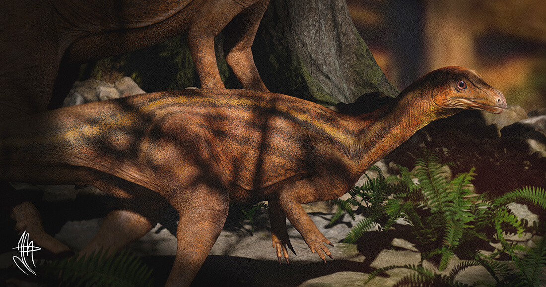 Capa Nova descoberta revela, pela primeira vez, a face de dinossauro conhecido há 25 anos