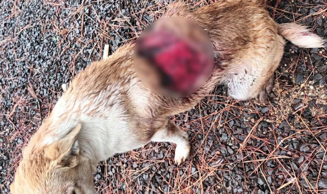 Capa Cachorra fica gravemente ferida ao ser agredida com golpes de facão em Três Passos
