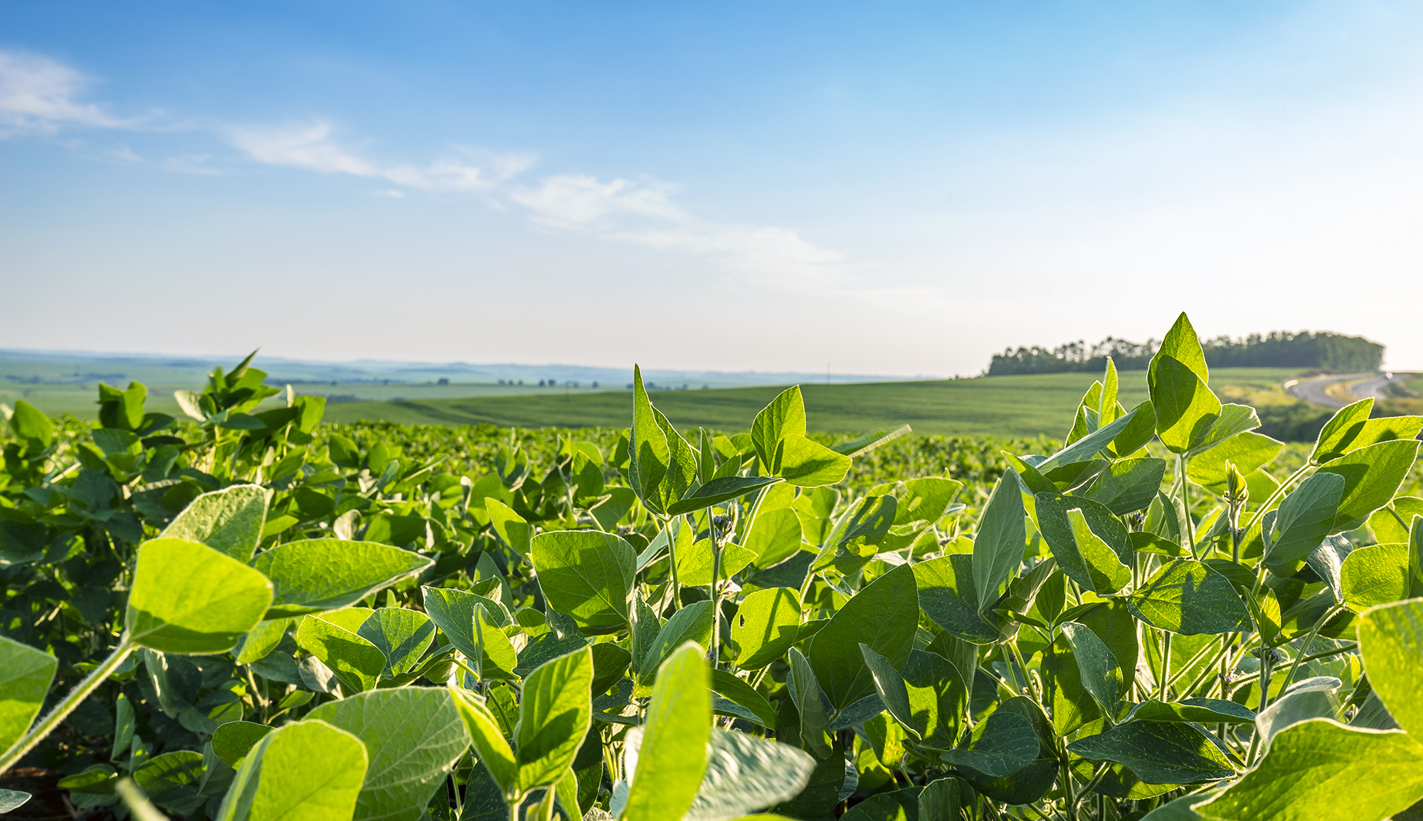 Capa Exportações do agronegócio gaúcho tem redução de 4,3% no segundo trimestre de 2024