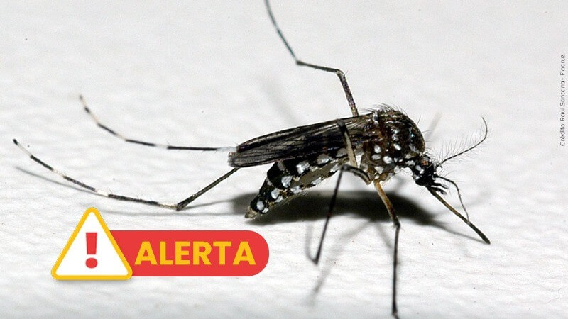 Capa Mais dois óbitos por dengue são confirmados no RS em 2024