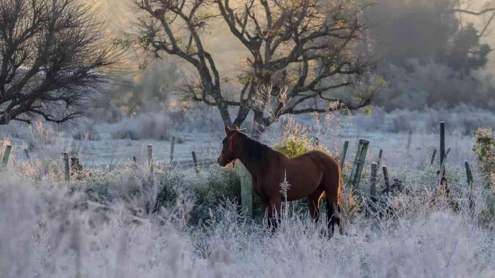Capa Segunda-feira tem a madrugada mais fria do ano no RS com mínimas próximas a -5ºC