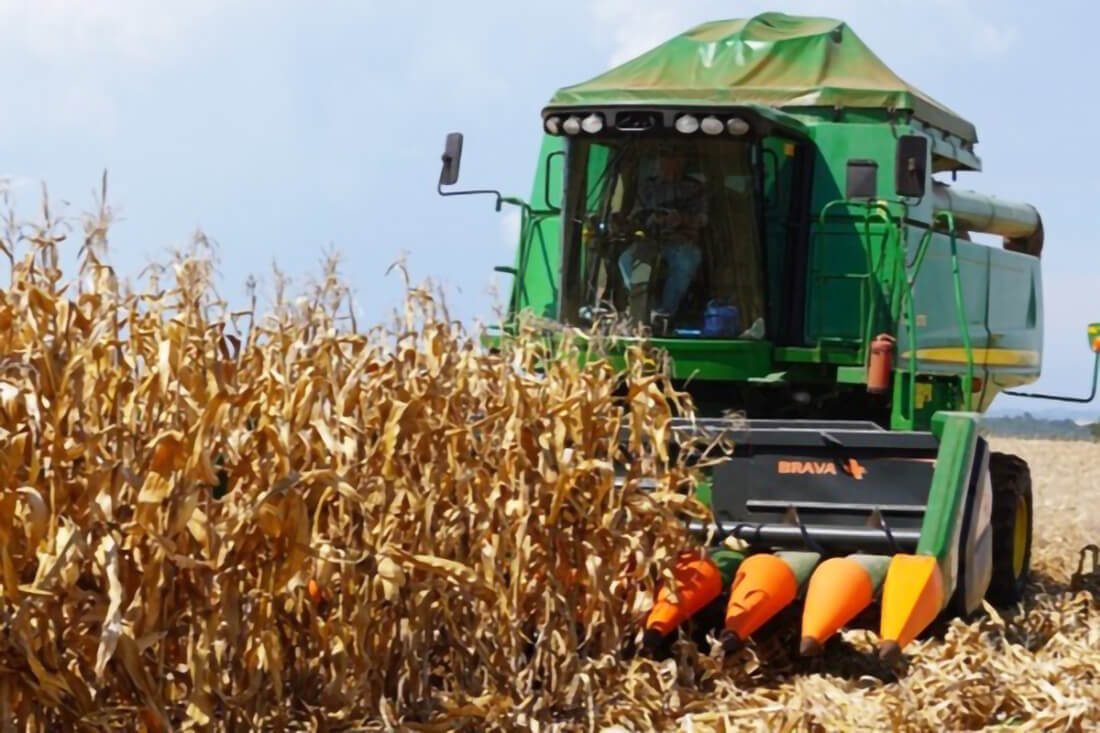 Capa Colheita do milho avança para 35% da área total cultivada no Estado