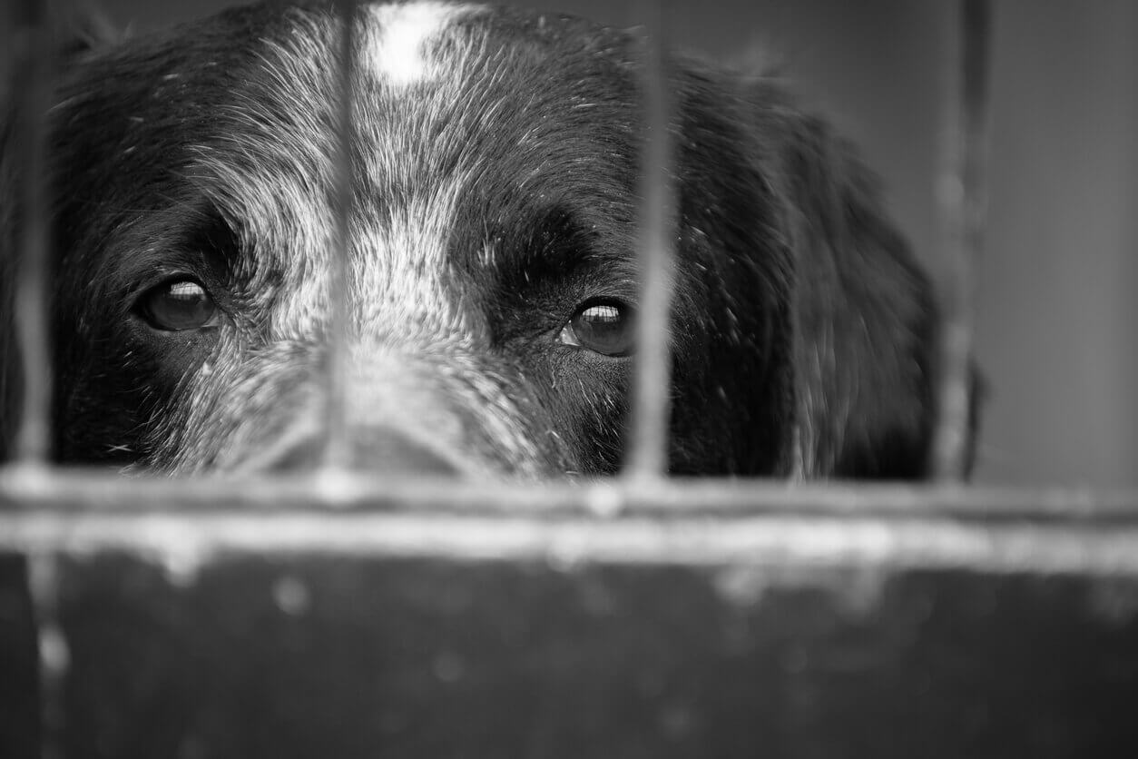 Capa Homem é condenado por maus-tratos a cão em Erval Seco